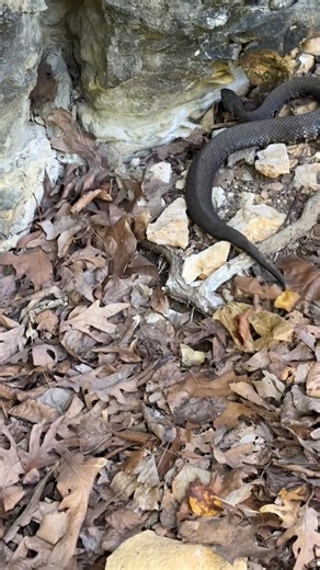 I’ve faced off with over 1000 Cottonmouth and this is the most dramatic behavior I’ve ever witnessed😭 is this what the “they chase ya” crowd is referring to? If so, I don’t get it 😀🐍🩵 #herpingtheglobe #venomoussnakes #venom #snakes #herplife #moccasins #reptile #wildlife #reptiles #cottonmouth #snake #herps #naturelovers #nature #herping #Outdoors #snakelover #critters | Brent Anderson Fishing