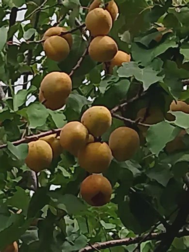 Discover Bagh Azad Kashmir: A Hidden Gem in Nature