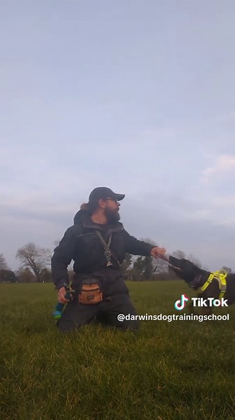 How to teach your dog Drop without any food. #creatorsearchinsights #dogtraining #malinois #puppytraining #dogsoftiktok