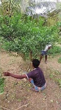 Lemon plants Cleaning process #lemon #lemonwater #plantscare #lemontree #lemonfruit #agriculture