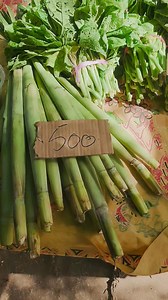 Wanem Antap? Lautano II LSB stap Launchem Niufla album vol 16 blo hem tomorrow. Emia emi markem 25 silver Jubilee blo olketa Venue: K2 Tennis club. Bai igat kakai blo salem olsem Bunia , laplap and many more kakai as well as Kava. Bai igat ol narafla local string band too oli entertain lo taem ia Pro card on sale for 2,000vt Contact : 7149066 Time : 3pm till late | Myles Dot Vu