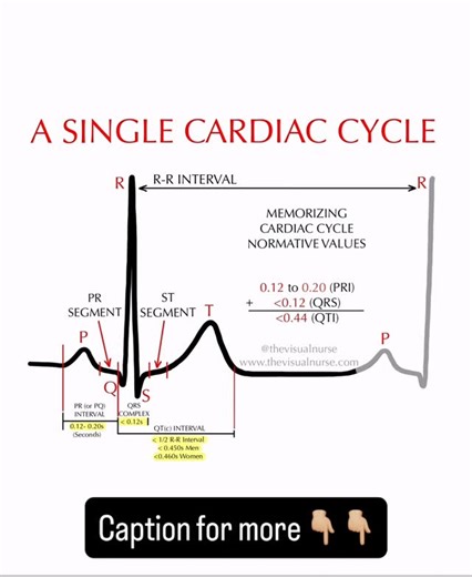 Tyler | The Visual Nurse on Instagram: "Each measurement and segment play an important role in cardiac rhythm interpretation. In order to recognize the abnormal we have to know what the normal cycle looks like first, in textbook form. . From these intervals, we can then build on this foundation and cover the most common (and some uncommon) telemetry rhythms that you’ll come across. Rhythm interpretation is one of the most challenging topics for new nurses, paramedics, and medical residents, but 