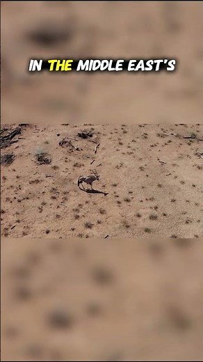 Top Ten Desert Species from the Middle East: Conclusion