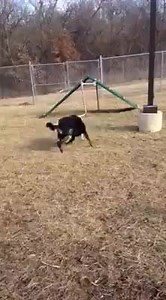 Jake and Paulie are enjoying the warm-up! This dynamic duo is now available for adoption at Wayside Waifs! Read and share their amazing story: http://www.waysidewaifs.org/site/PageServer?pagename=Pet_detail_new&petid=16164292 | Wayside Waifs