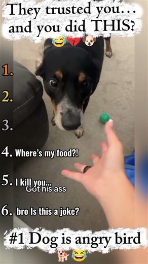Dogs vs Food Pranks 😂🐶 | Angry & Funny Moments#viralvideos #animals