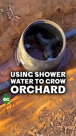 Greywater Gardening: Reuse Shower & Laundry Water for Irrigation