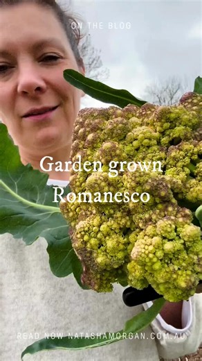 NATASHA MORGAN on Instagram: "Meet nature’s fractal masterpiece — Romanesco (aka fractal cauliflower), a delicious cross between cauliflower and broccoli. I’ve just harvested these chartreuse spirals here at Little Cottage on a Hill, and I can’t get over the geometry and glow.⁠ ⁠ ~ What it is: Romanesco is a broccoli–cauliflower cross with tender florets and a sweet, nutty flavour — perfect for quick, simple cooking.⁠ ⁠ ~ How I serve it (garden‑to‑table):⁠ • Break into florets → toss with extra‑