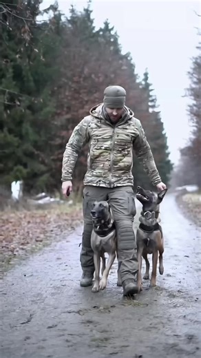 Incredible K9 Dogs and Their Training Skills