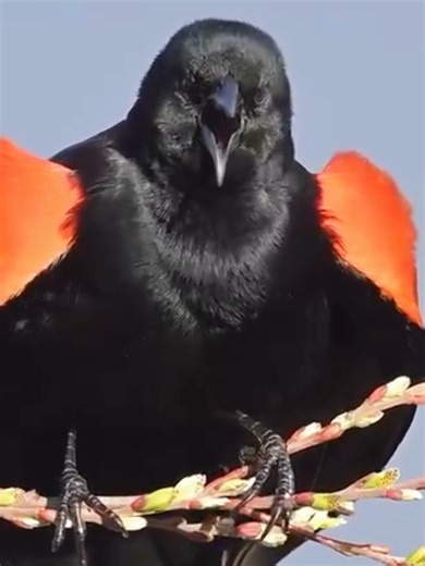 Wonderful and Amazing animals sounds #animalsworld #snowleopard #Amazon #amazinganimals #foryoupage