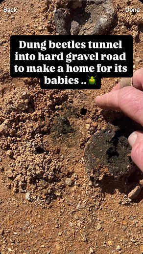 The diligence and power of dung beetles never ceases to amaze me … today I found them digging tunnels into a rock hard freshly rolled gravel road …. to bury sheep manure for their babies to hatch in and munch their way out .. 🪲 | Charlie Arnott - The Regenerative Journey