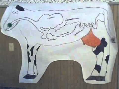 Cow Digestive System