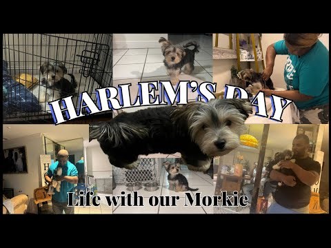 MEET HARLEM! 🐶💙 | DAY IN THE LIFE OF A MORKIE PUPPY | From 8 Weeks to 5 Months