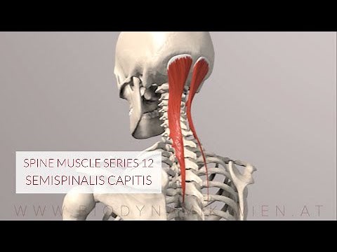 Spine Series 13, Neck Muscles: Semispinalis Capitis (3D Animation)