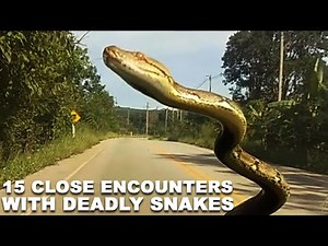 Top 15 Close Encounters With Deadly Snakes