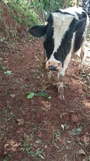 Dog vs cow 🐄 🐕
