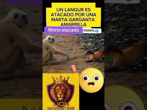 Mono atacado 🙉😱😨