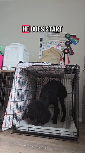 Chicken Little is a counter conditioning and exposure game I like to play with my dogs that have containment and isolation anxiety. This is a game that you play at the dogs pace and can vary based on the stress level of the individual dog. #seperationanxiety #dogtraining #poodle #behaviormodification #elementarycanines | Elementary Canines