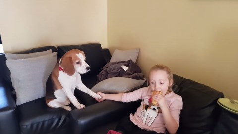 When beagle dogs demand attention, it’s adorable