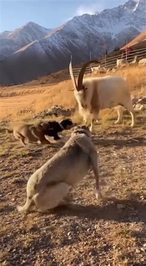 Brave Goat Defends Itself Against Dog #viral #trending #youtubeshorts #reels #shorts