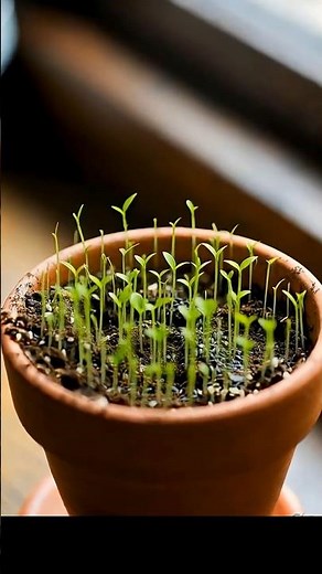 How to Grow plants by Seed #nature