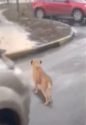 32K views · 285 reactions | Casi me da un infarto | MELD CORP. | Facebook