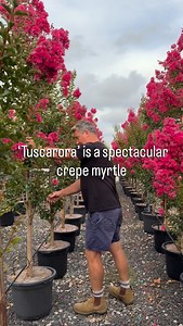 ‘TUSCARORA’ - Crepe Myrtle, is there a more outstanding summer flowering tree?! Let me know your thoughts below 👇 I use this cultivar in so many gardens when I want reliability & impact and it’s always out done itself with spectacular clusters of dark pink flowers, outstanding autumn foliage for weeks and then in winter it’s beautiful streaky bark is on show. #andrewstarkgardens #andrewstarkgardendesign #crepemyrtle | Andrew Stark. Garden Design