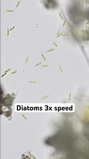 Diatoms under the microscope 🔬 #microalgae