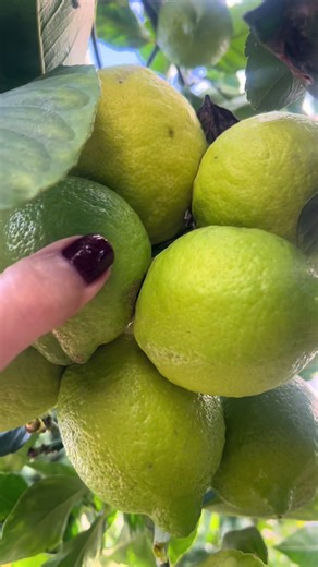 Growing Pomelo, Lemon, and Orange Trees in Our Garden