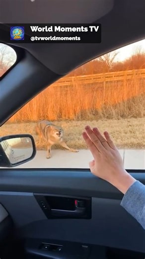 1.3K views | Car Horn Saves a Duck and Triggers an Angry Coyote | Sigo Frases | Facebook