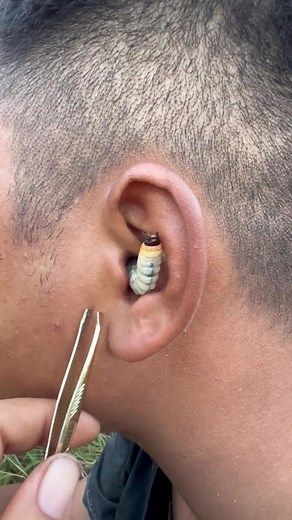 Baby Snake Encounter: ASMR Sounds Experience