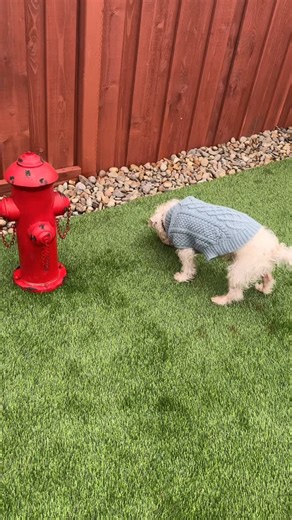 We offer affordable pet boarding and daycare services! Check out our website for details and call us for a meet and greet! We would love to take care of your pets! #dogboarding #localbusiness #petboarding #dog #dogs #cat #cats #doggydaycare #petsitter #catboarding #pets #pet #pitbull #jackrussellterrier #goldenretriever #aussiedoodle #schnauzer #havanese #husky #beagle #englishspringerspaniel #siberianhusky #blackcat #eveningplay #buddies #playtime #playwithme #play #petlovers #dogsout | Furfiel