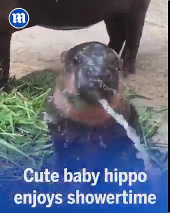 I hope that’s water 😂 | Daily Mail Video