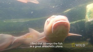 31K views · 445 reactions | Dr. Hodges is right, it's time to rename that fish  Tune in for a brand-new episode of #CritterFixers tonight at 9/8c on Nat Geo WILD. | National Geographic Animals | Facebook