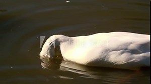 Pekin duck out in nature during the day time.