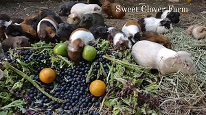 7.8K views · 400 reactions | Tonight's snack menu for the guinea pigs... Assorted spring greens, blueberries, Granny Smith apples, oranges, asparagus and a couple lemons | Sweet Clover Farm | Facebook