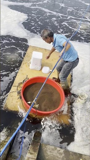 Inside a Shrimp Farm in China 🇨🇳 | Farmer Uses Floating Board & Rope to Feed Shrimp 🦐 💥
