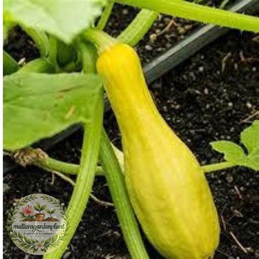 Prolific Straightneck Squash Seeds, Early Summer Squash Non GMO, Yellow Squash Seeds, Bush Vegetable Plant, Garden Seeds - Etsy