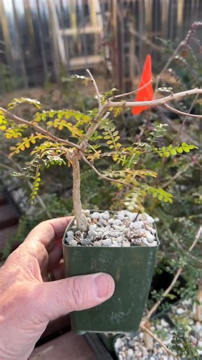 Today’s video focuses on what we look for when choosing Operculicarya decaryi seedlings to grow on for specimens. We look for good characteristics, like bumps on the trunk and at branch joints among other things. 😎😎😎 | Botanic Wonders