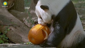 162K views · 21K reactions |  Trick or Treat! | Smithsonian’s National Zoo and Conservation Biology Institute | Facebook