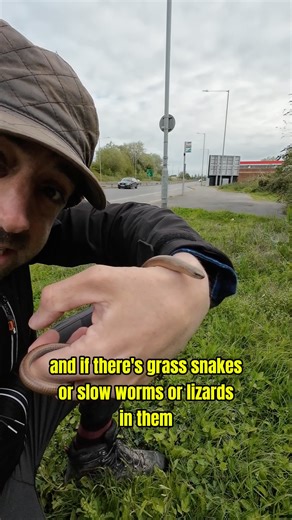 115K views · 2.7K reactions | Roadside Slow Worm. Slow worms (Anguis fragilis) are one of three lizard species native to the UK | Get Wild | Facebook