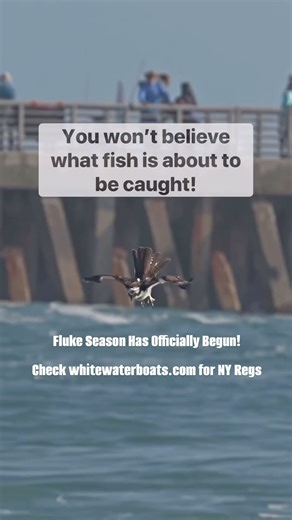 Fluke season started here in NY and i think that fish is a little under. #fluke #fishing #longislandlife #longisland #fishinglife #fishingismydrug🎣 #greatsouthbay #offshore #salt #saltlife🎣 #saltlife #boats #boatsboatsboats #boatlife #boattrip | White Water Marine
