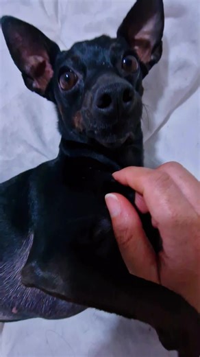 Samara Jackson su TikTok