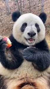 🐼: Start your morning off with a delicious breakfast. #MondayMotivation #panda (Video via Douyin account of Yi Zhi Xiao Qiu) | China News 中国新闻网