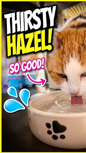 POV: You Catch Your Cat Drinking Water 🐱💧 # #cats #fyp #viral