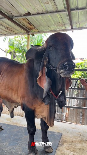 ครบเครื่องเรื่องความงาม เจ้าเจิดจ้า ชลลดา&ธีรวัฒน์ฟาร์ม | 11 ไฮโล production