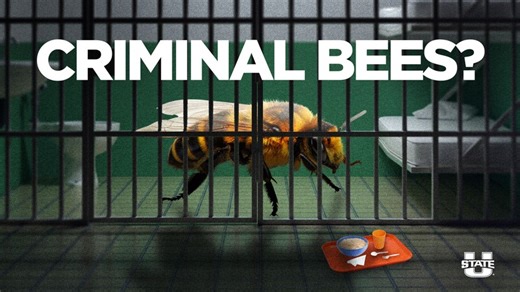 Bee Bandits: USU Ecologists Study Mutualistic Plant-Pollinator-Microbe Interactions