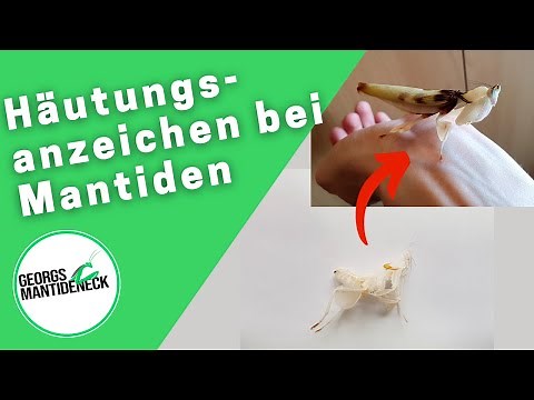 Häutungsanzeichen bei Mantiden - Die Häutung unter der Lupe