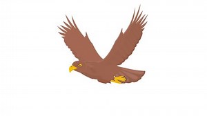 Eagle Animation Falcon Bird Alpha Channel Stock Footage Video (100% Royalty-free) 1072875119 | Shutterstock