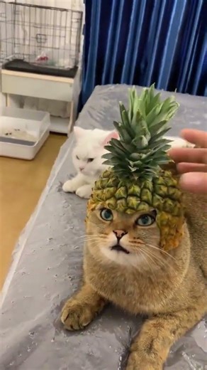 Commander Cat funny 🤣