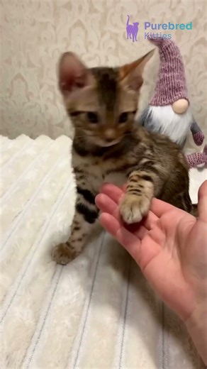 Meet Orion: Gentle Brown Spotted Tabby Bengal Kitten 😻 #BengalKitten #GreenEyes